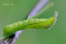 Amphipyra berbera larva (3)